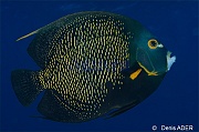 Pomacanthus-paru Ange francais-Bonaire Buddy reef-29m-20120217-Denis-ADER-DSC_6223_tn